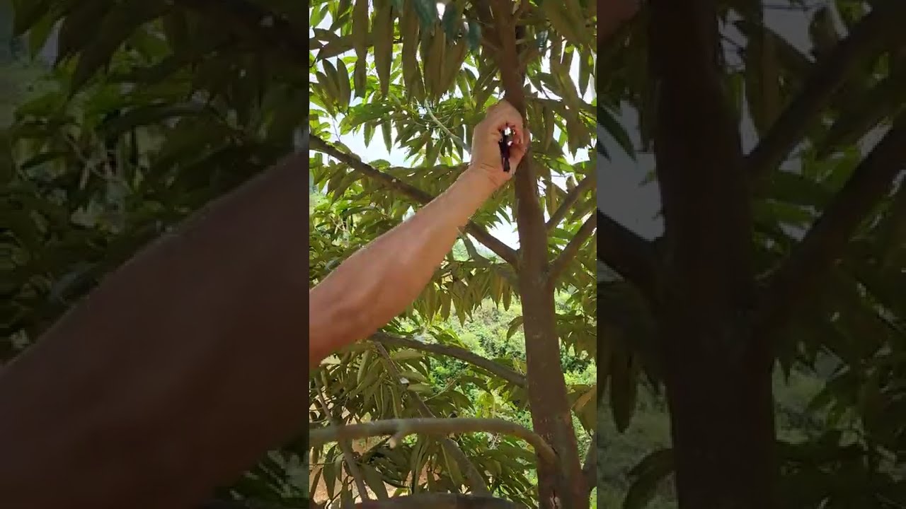 小树榴莲怎样修枝？