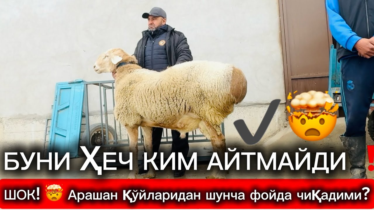1 ҚЎЙ = КАТТА ПУЛ 😳 Арашан қўйларининг ҳақиқий нархи#рекомендация #узбекистан #киргизия #чорвачилик 