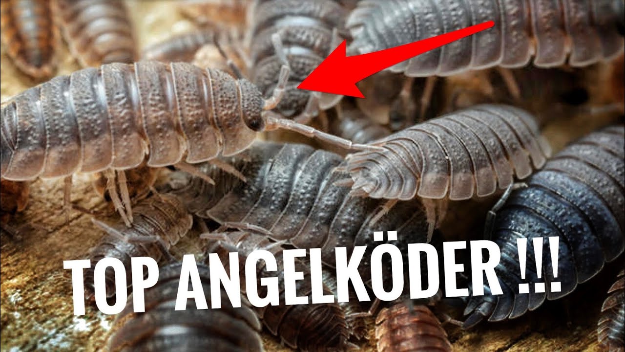 Was beißt auf lebende Kellerasseln?
