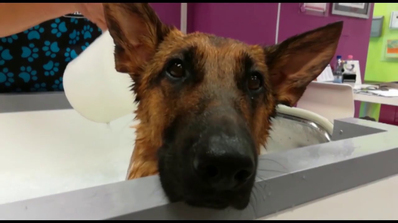Toelettatura  trattamento ozono per cani