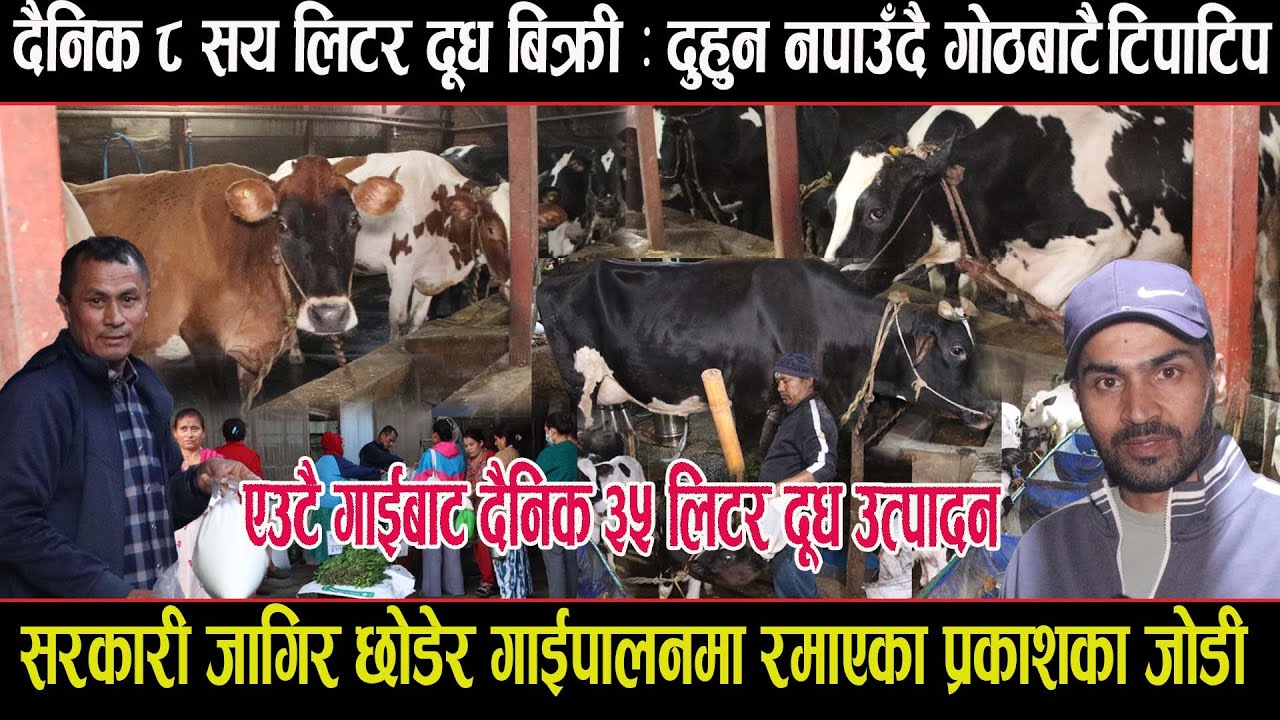 दैनिक ८ सय लिटर दूध बिक्री : दुहुन नपाउँदै गाेठबाटै टिपाटिप ,एउटै गाईबाट दैनिक ३५ लिटर दूध उत्पादन