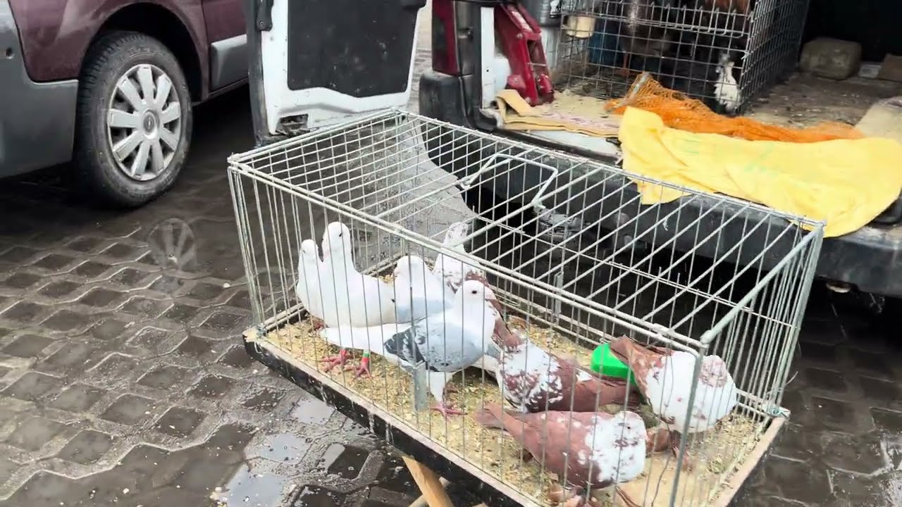 Rynek targ Wysokie Mazowieckie 01/03//2025 🕊🐓#shorts #pigeons #ptaki #króliki #kury #gołębie