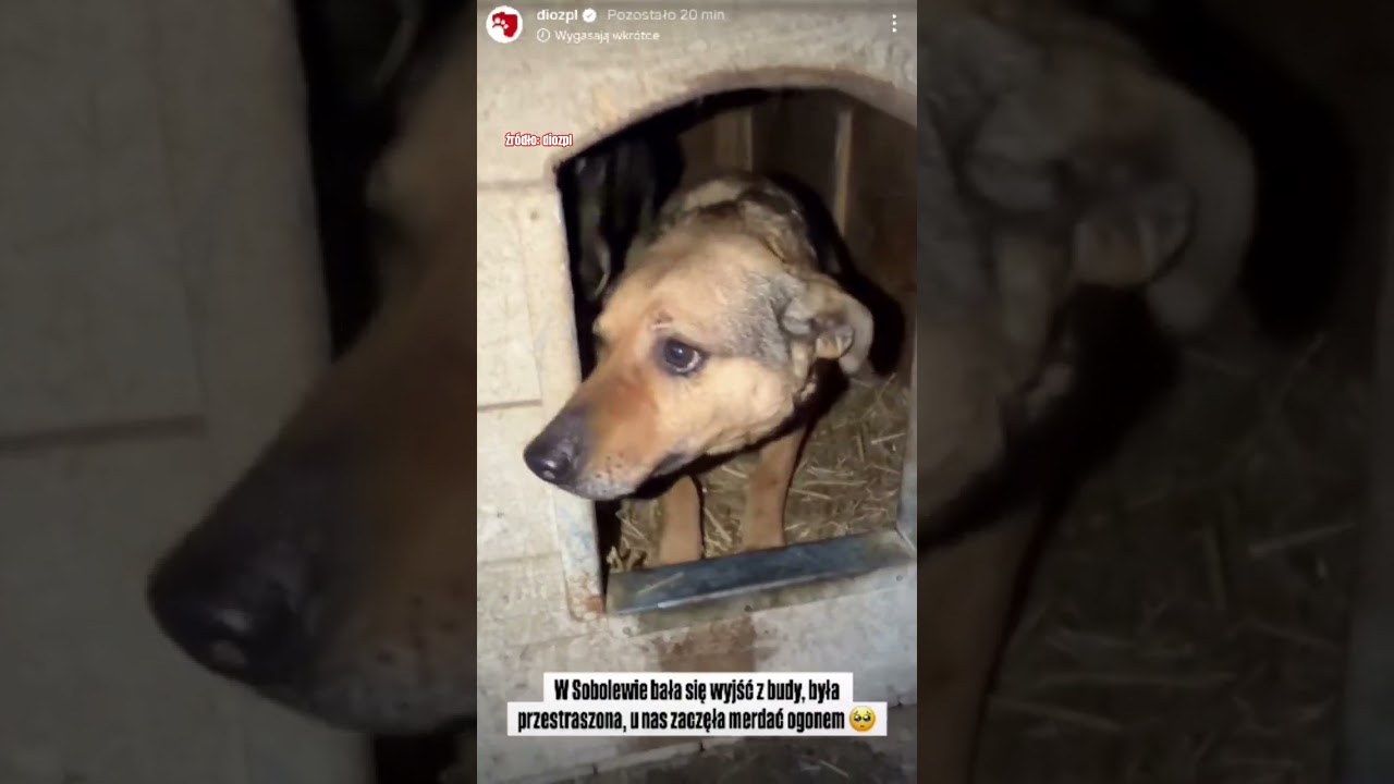 W Sobolewie bała się wyjść z budy 🐶😭 