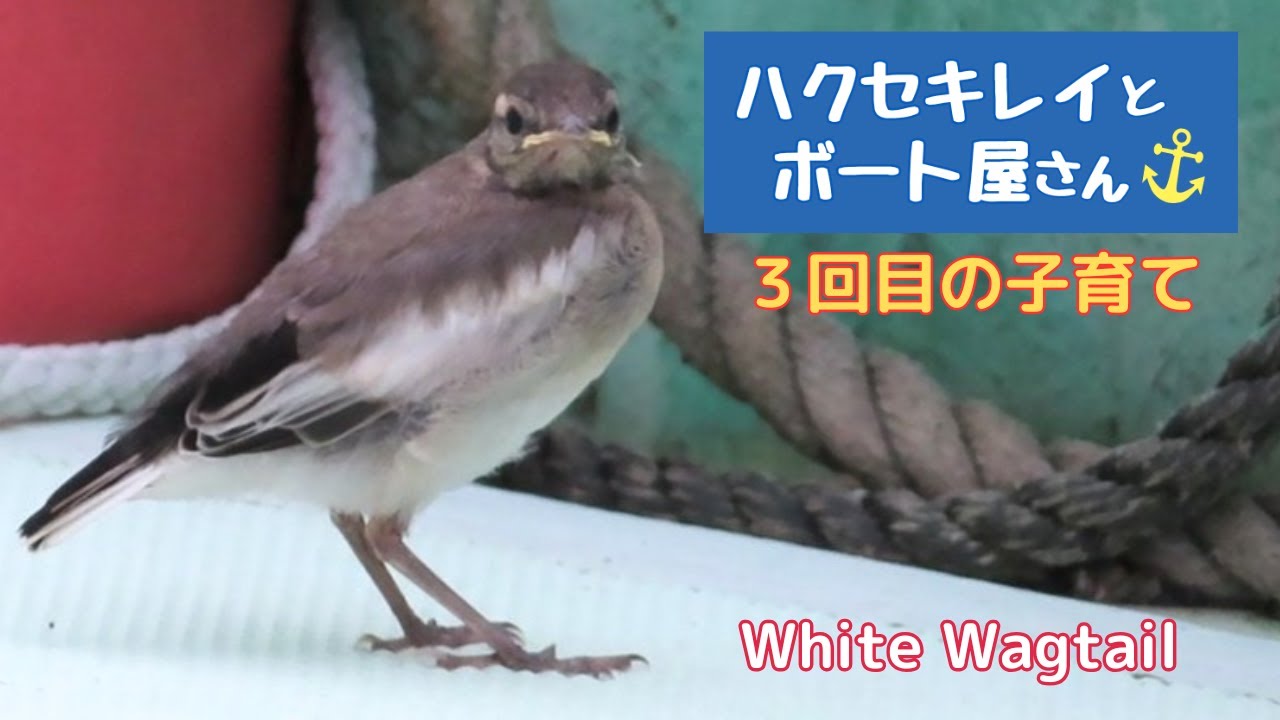 【閲覧注意】ハクセキレイの子育て🐥雛鳥が飛び立つまで（８月：３回目の子育て）