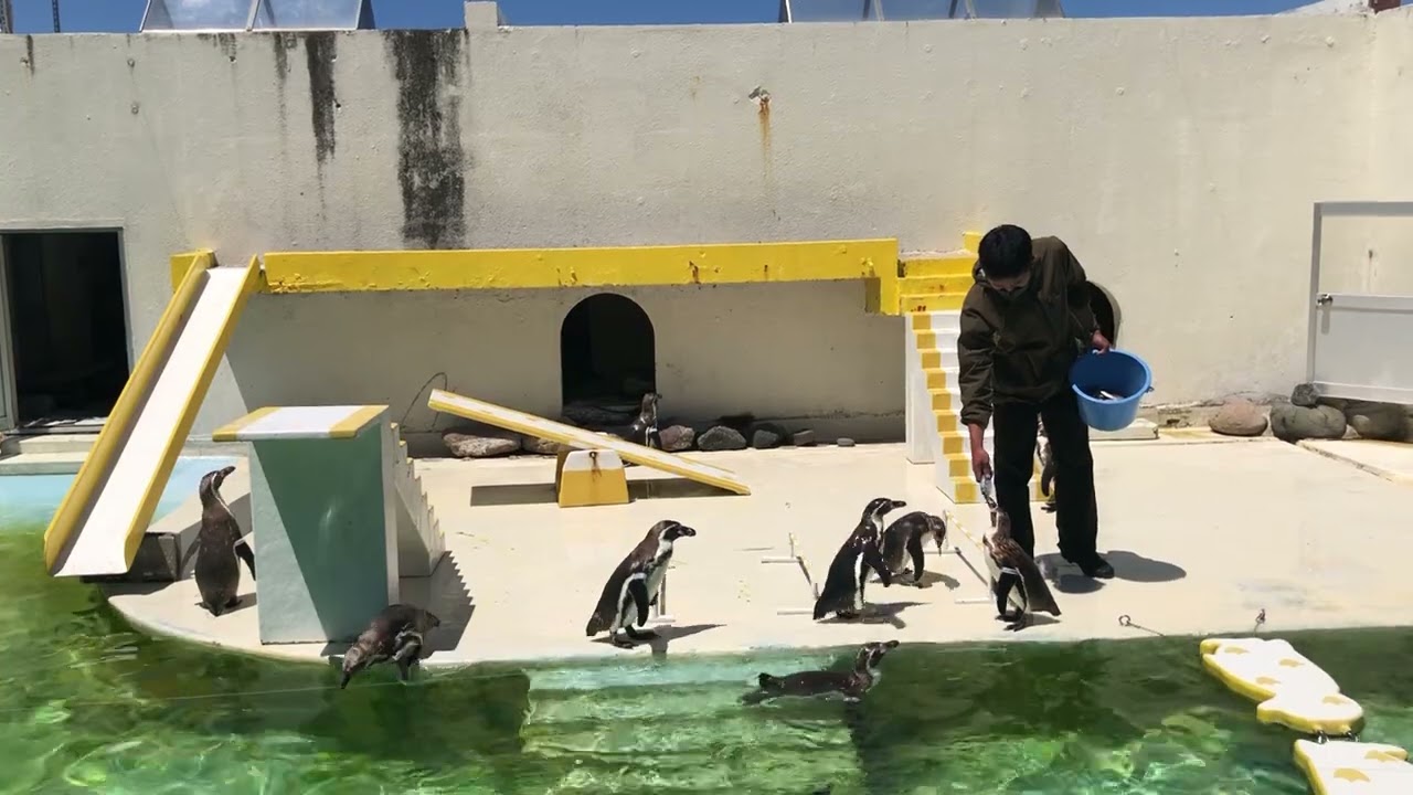 おたる水族館　やる気に満ちたペンギン