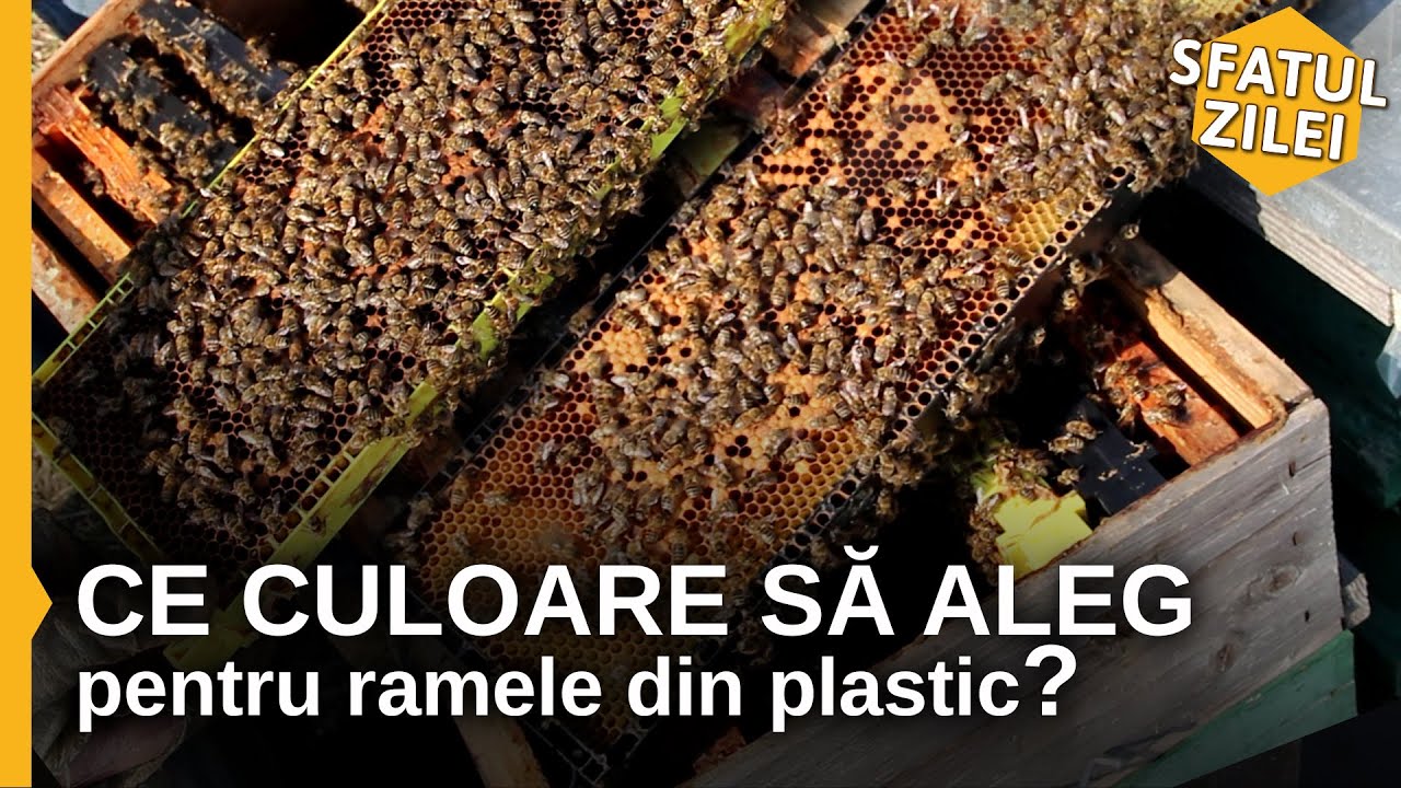 Ce culoare sa aleg pentru ramele din plastic ?