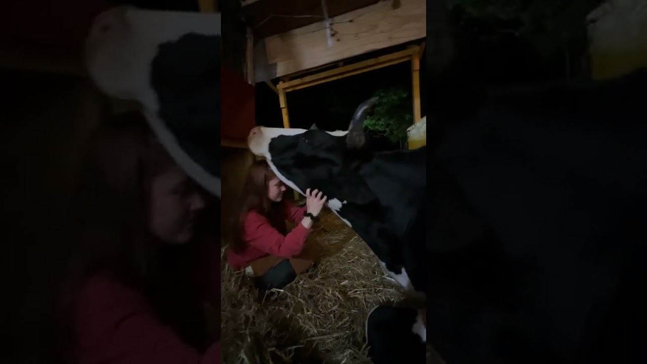Cow Hugs in the Barn