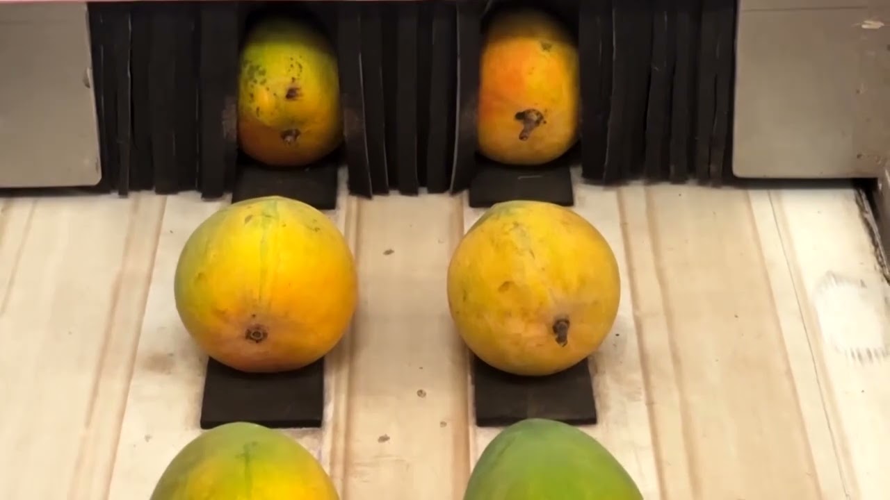 India&rsquo;s prized Alphonso mango crop ruined by heat as El Nino looms | REUTERS