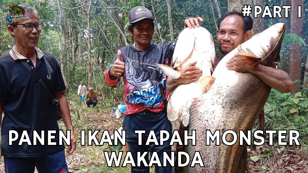 PANEN IKAN TAPAH MONSTER WAKANDA || PART #1 || MONSTER SUNGAI NERIAN KAPUAS HULU