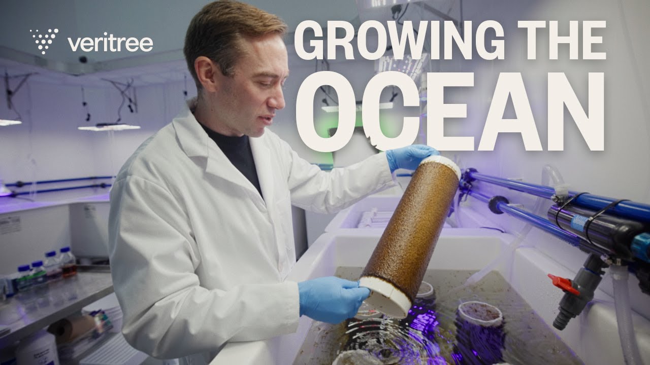 Inside a Kelp Restoration Site: Building Kelp Forests in British Columbia
