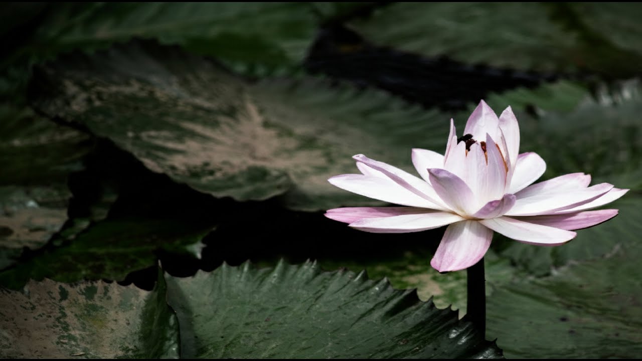 Meditation Body Scan (42 min) by Alex