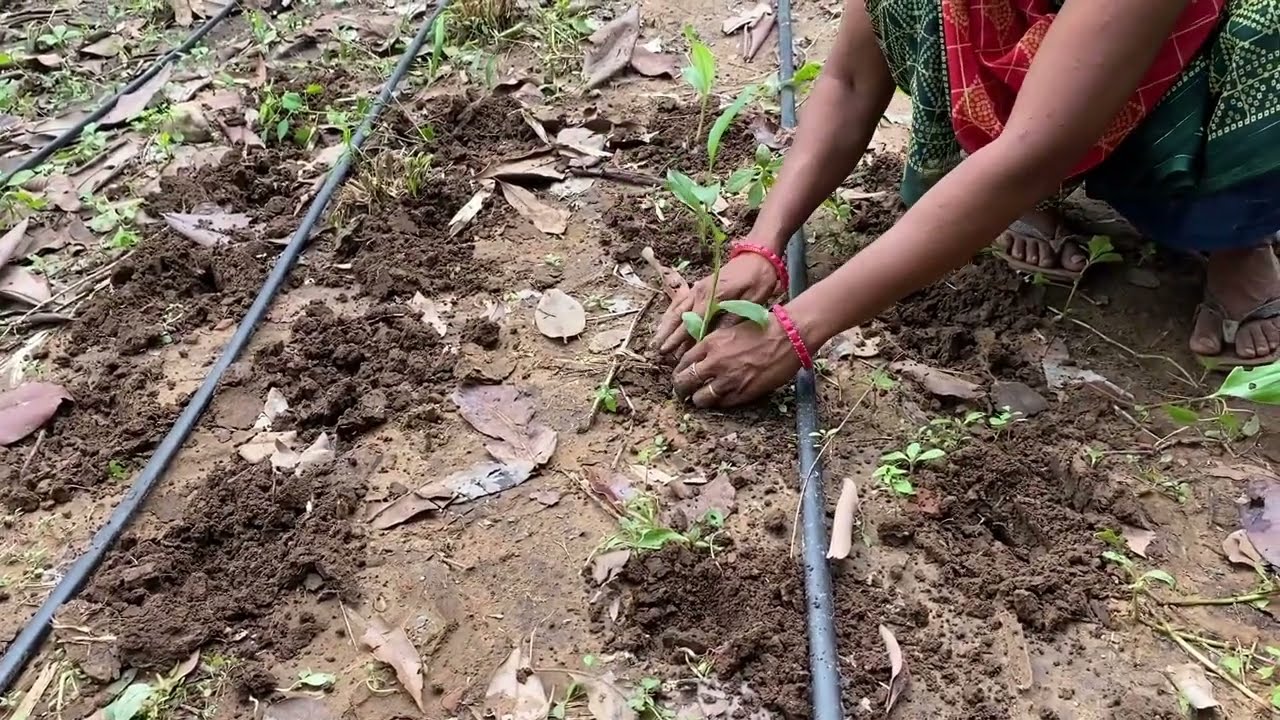 ProTrey Method for growing Turmeric  // How to prepare Turmeric Nursary // Replanting turmeric Plant