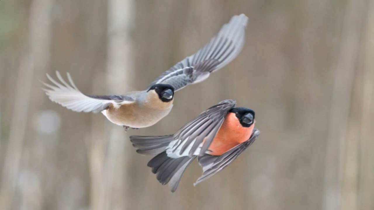 Bullfinches/Karaoke Song/Rus - 