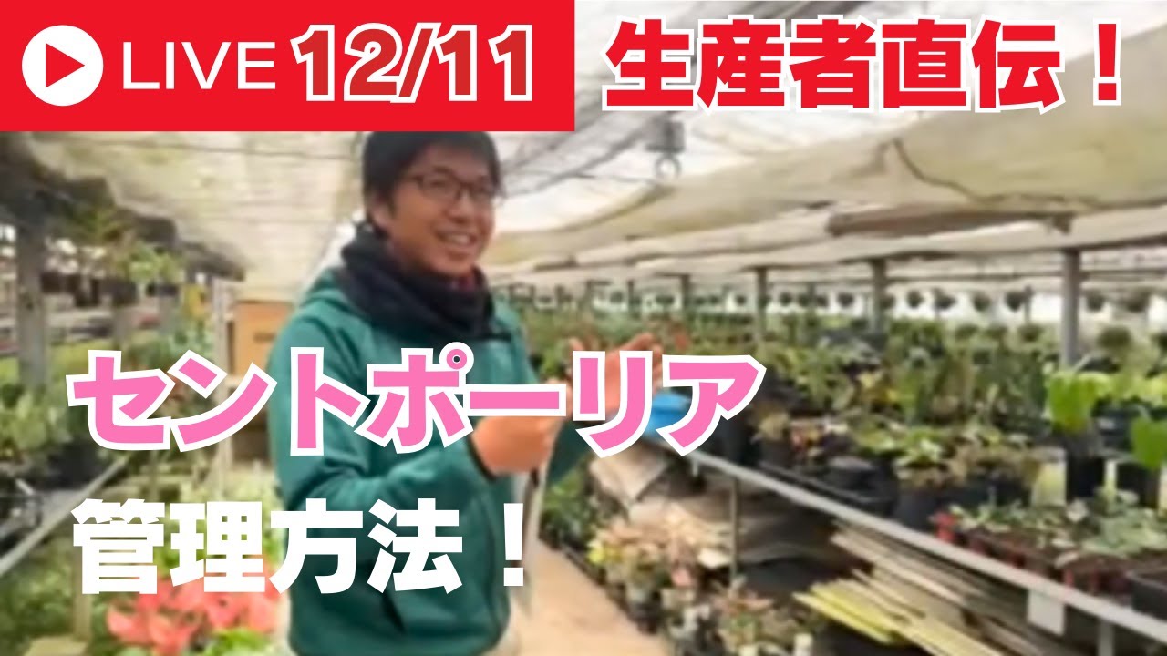 【切り抜き動画】生産者直伝！セントポーリアの管理方法！