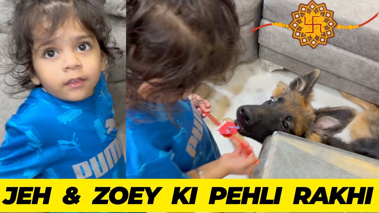 Rakhi Celebration With Jeh And German Shepherd Sister Zoey: Rottweilers Bubzee Celebrates Rakhi