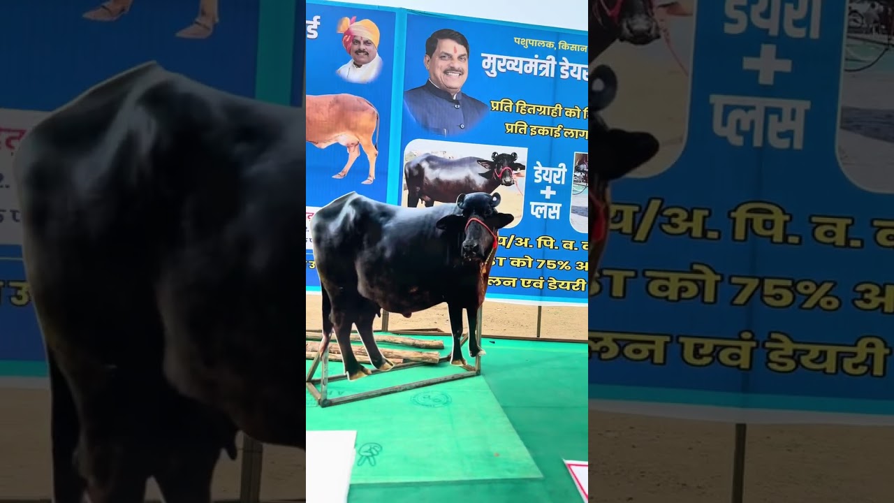 #Dairy #Farming के लिए सरकार की योजनाएं क्या है और कैसे लाभ ले सकते है #How to start Dairy Business 
