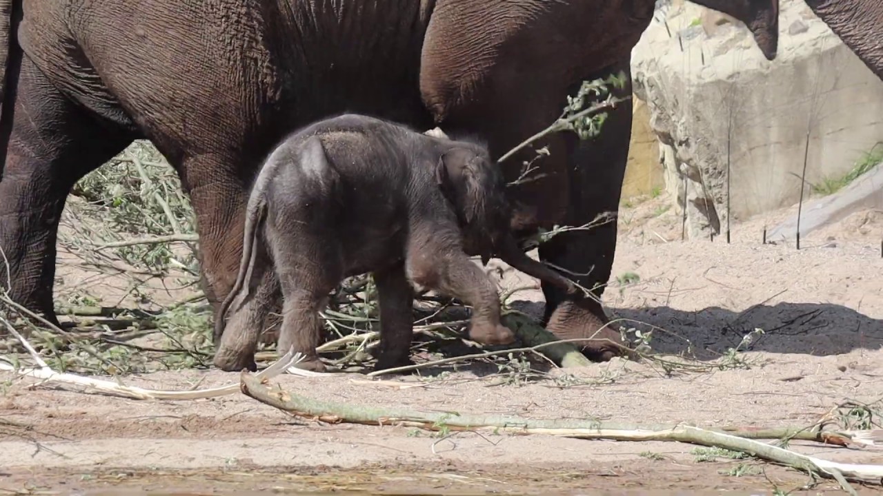 Olifantje voor het eerst naar buiten in ARTIS