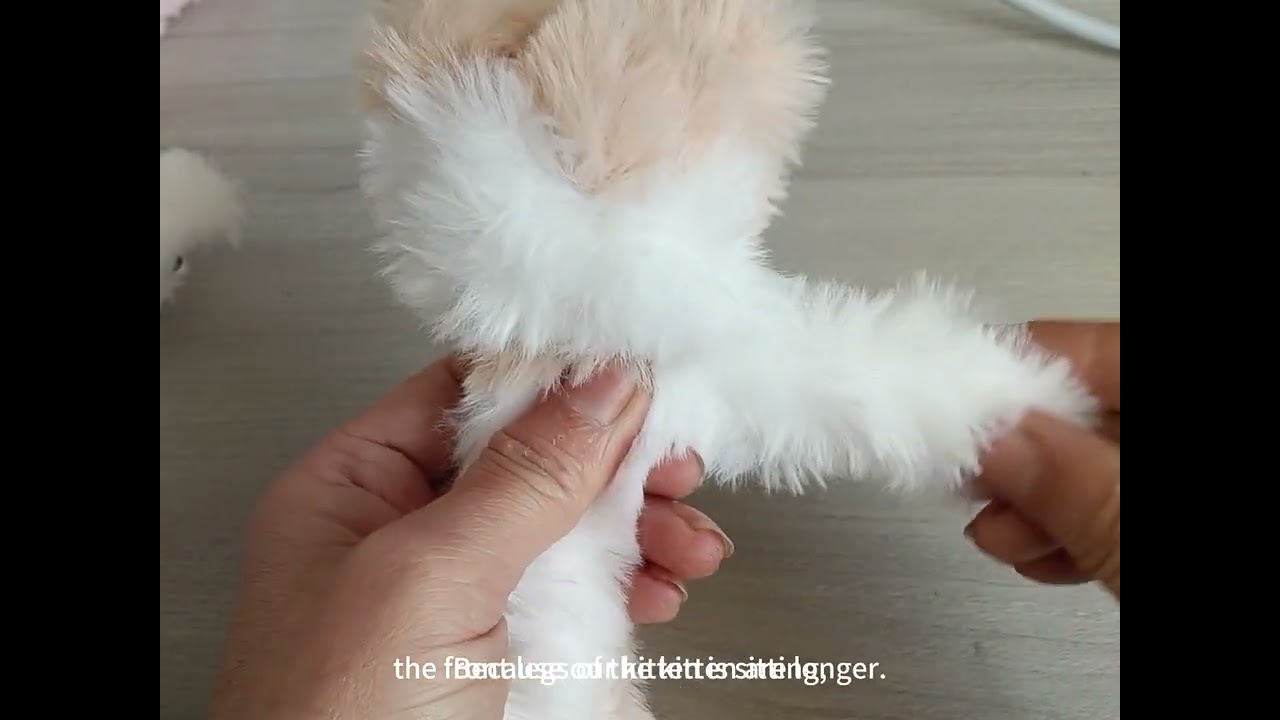 kitten
