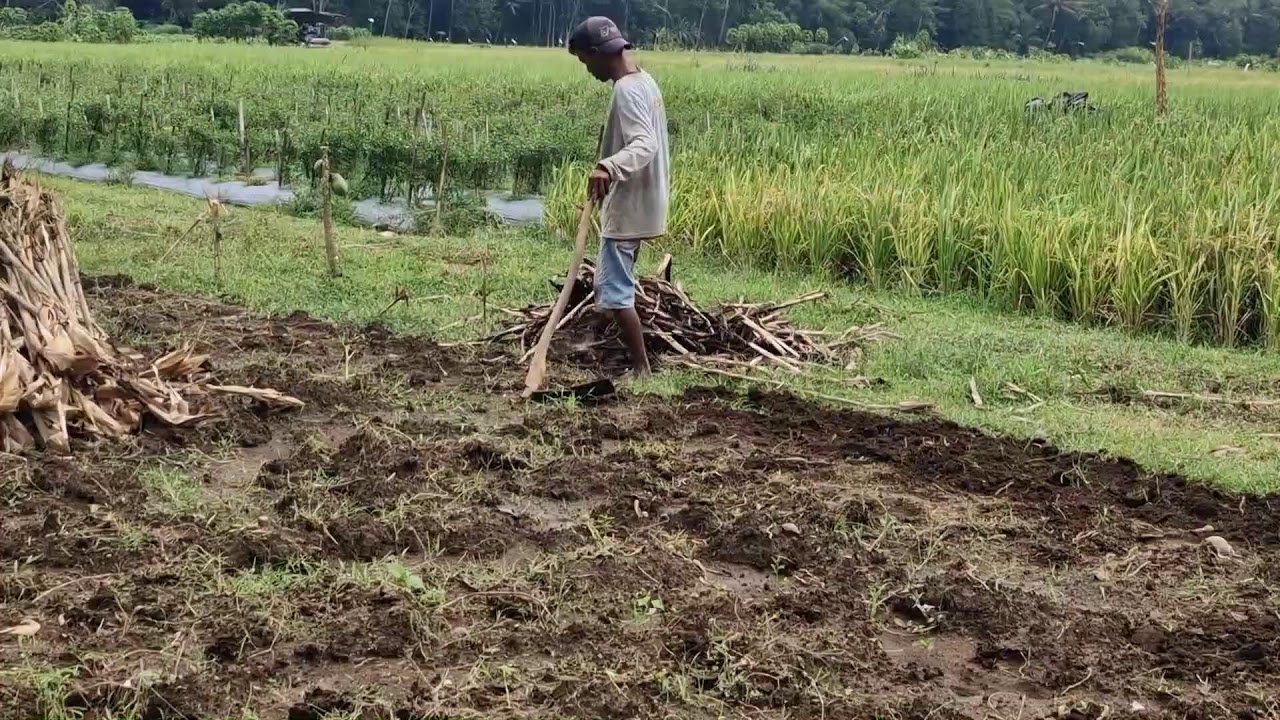 SMART FARMERS IN ACTION: LOOSENING SOIL IN OPEN FIELDS WITH A TRADITIONAL HOE -Agriculture Gardening