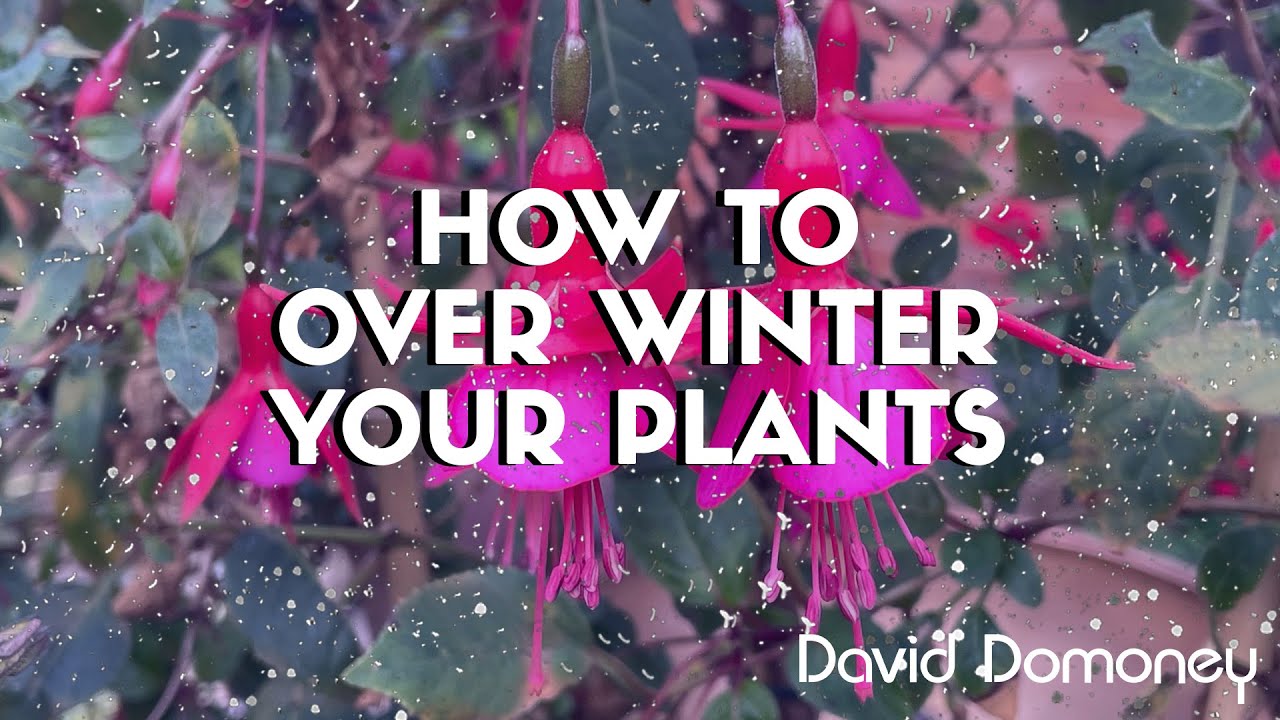 How to over winter your plants that are in pots and containers - David Domoney
