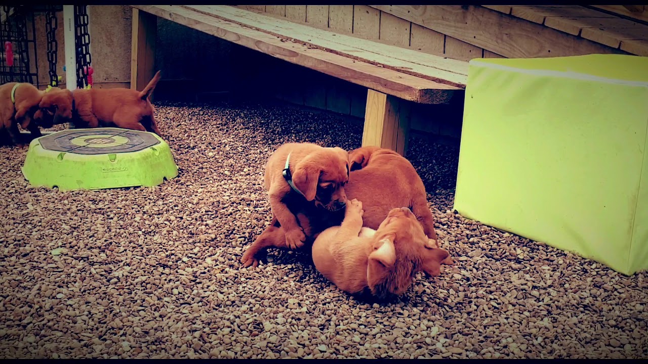 Fox Red Labrador Puppies
