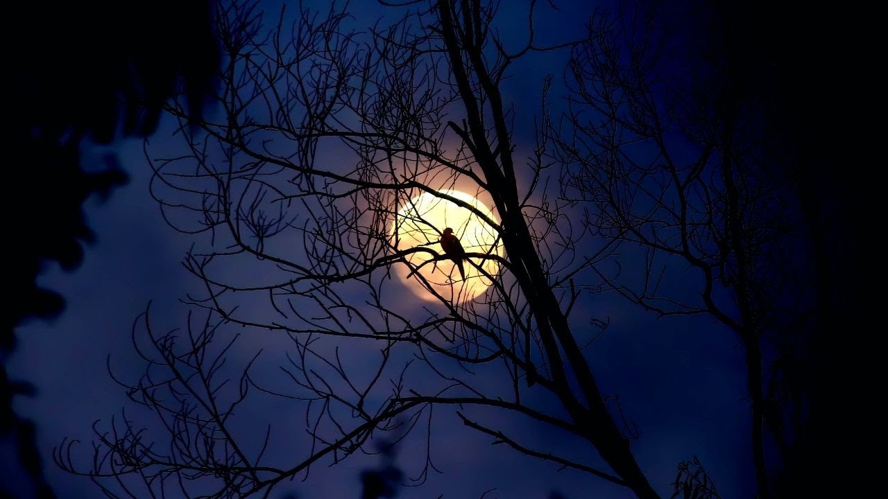 Moonlight || Chela Rivas || Copyright Free Music