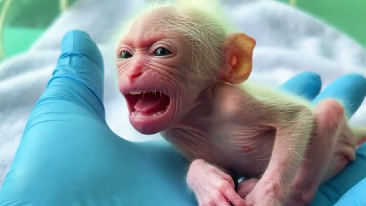 Take Care Newborn Baby Monkey And Save Giving A Milk