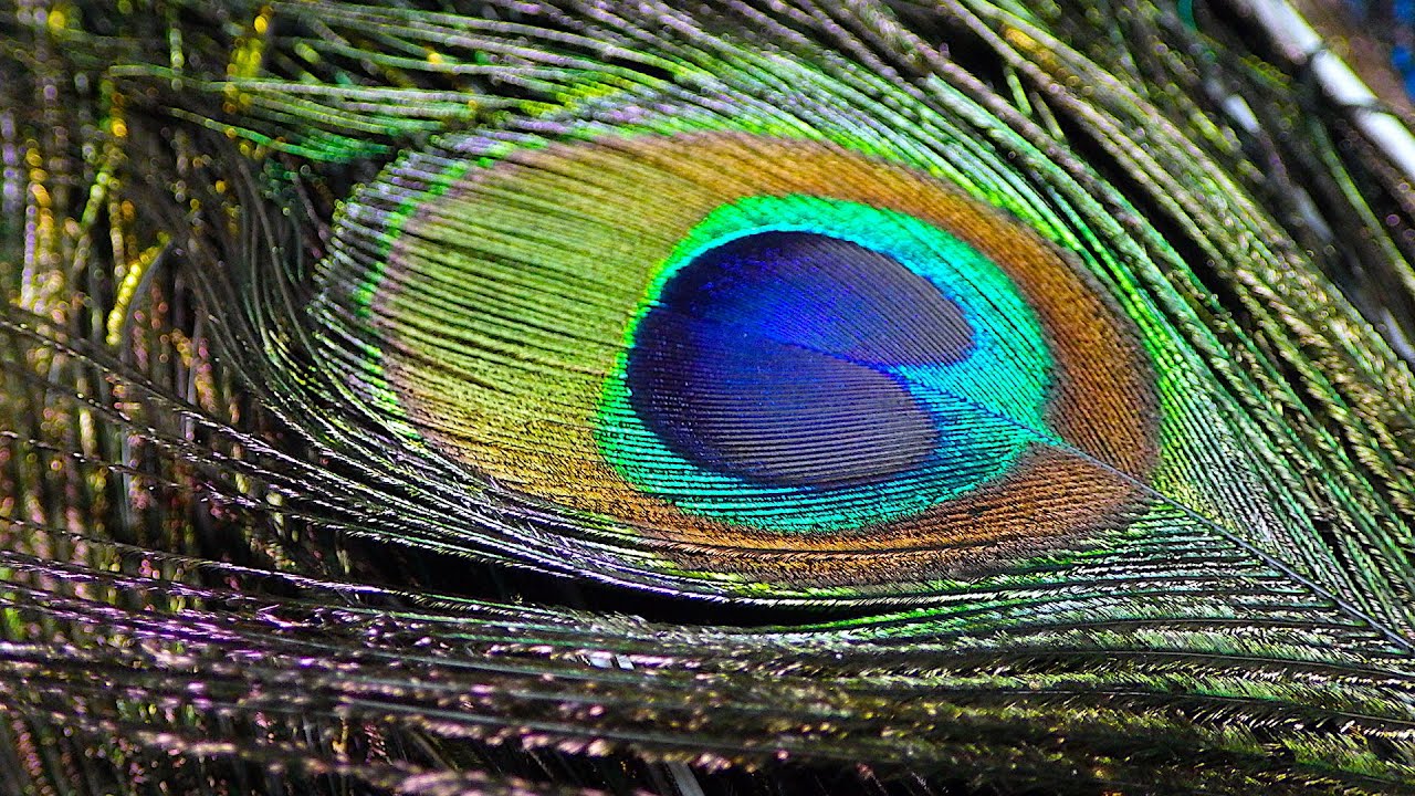 Peacock Feathers and How I select the Best Quills