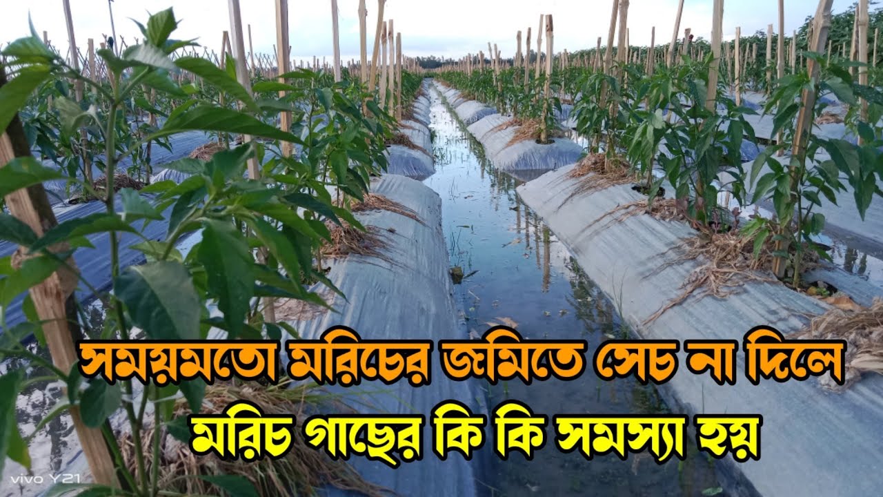 মালচিং পদ্ধতিতে মরিচ চাষ করলে কিভাবে সেচ দিতে হয়