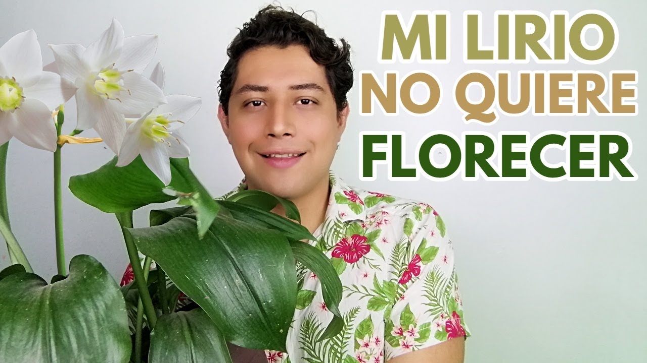 eucharis amazonica  no quiere florecer chuyito jardinero