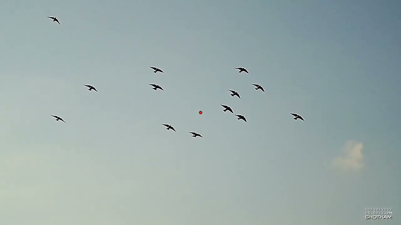 Shotkam Hunting season 2022 Malta