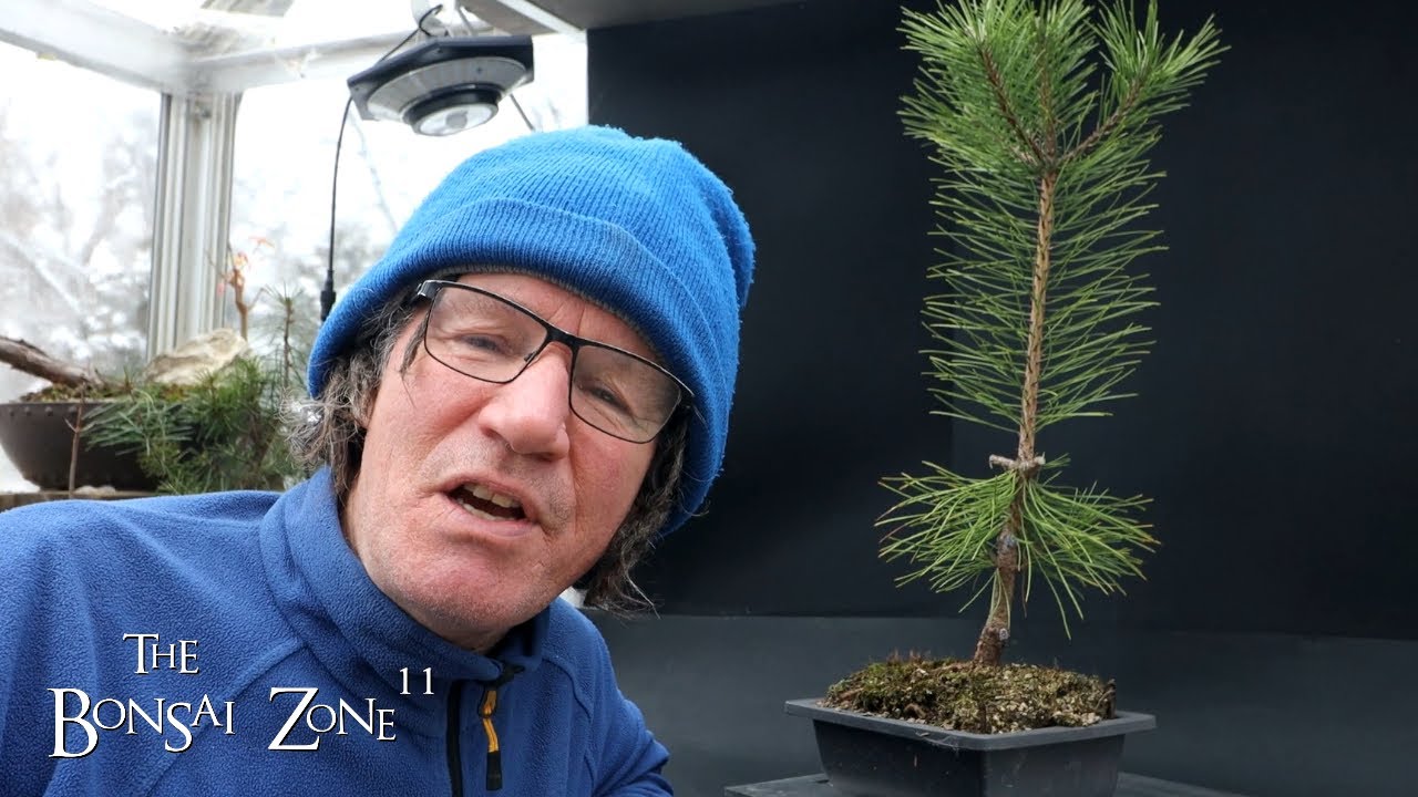 Обрезка моего саженца японской чёрной сосны и её история, The Bonsai Zone, январь 2024 г.