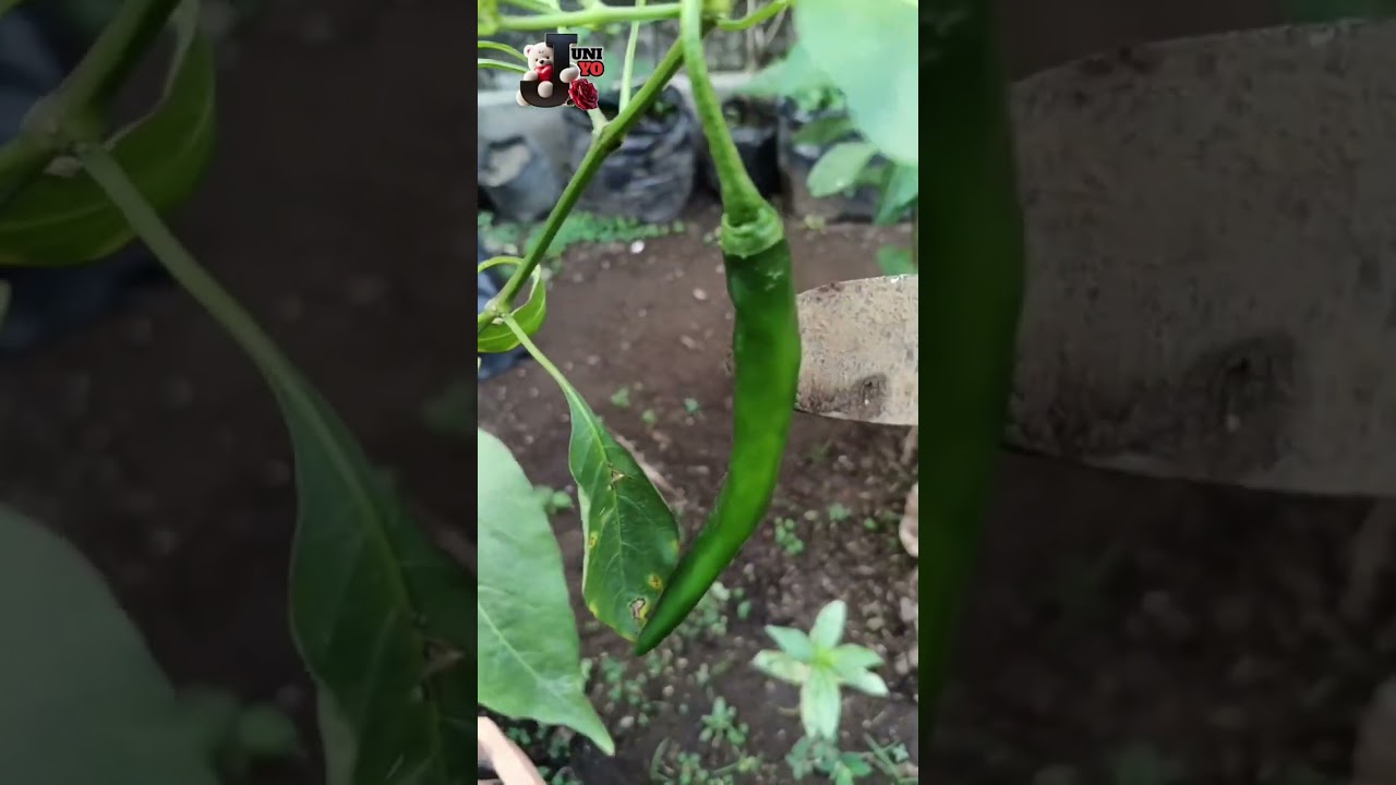Review sayuran organik dihalaman rumah 🏡#gardening #garden #juniyo 