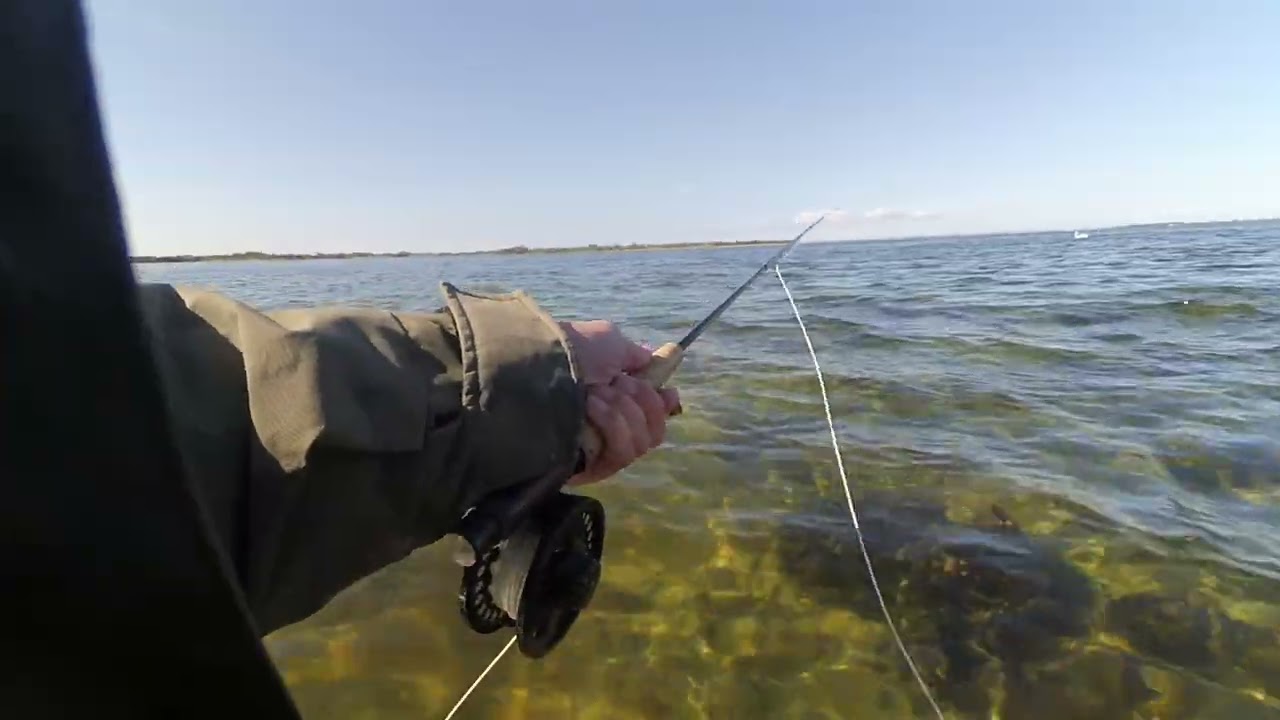 Garfish on the fly on langeland