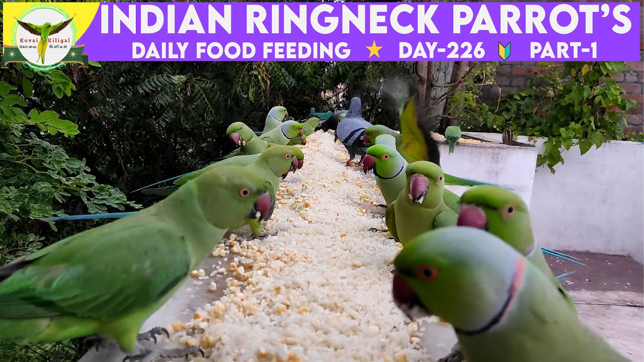 Indian Ringneck Parrots Daily Food Feeding🍉| Day 227 | Part-1