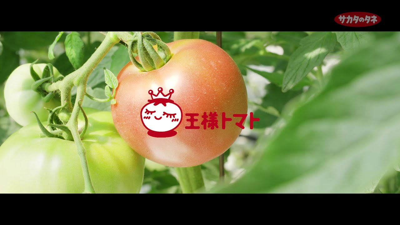 愛され続ける「王様トマト」岐阜県JAひがしみの