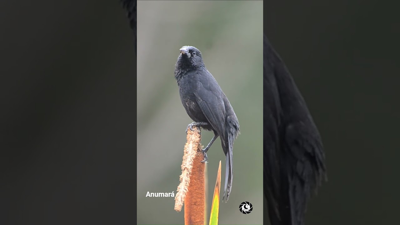 Anumar&aacute; - Anumara forbesi