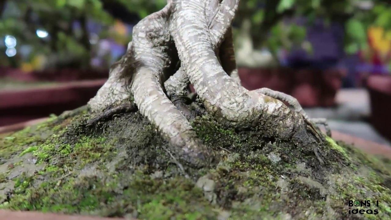 Panihati Bonsai Exhibition 2017 | Panihati Utsab | West Bengal Bonsai Exhibition 2017 | Bonsai Ideas