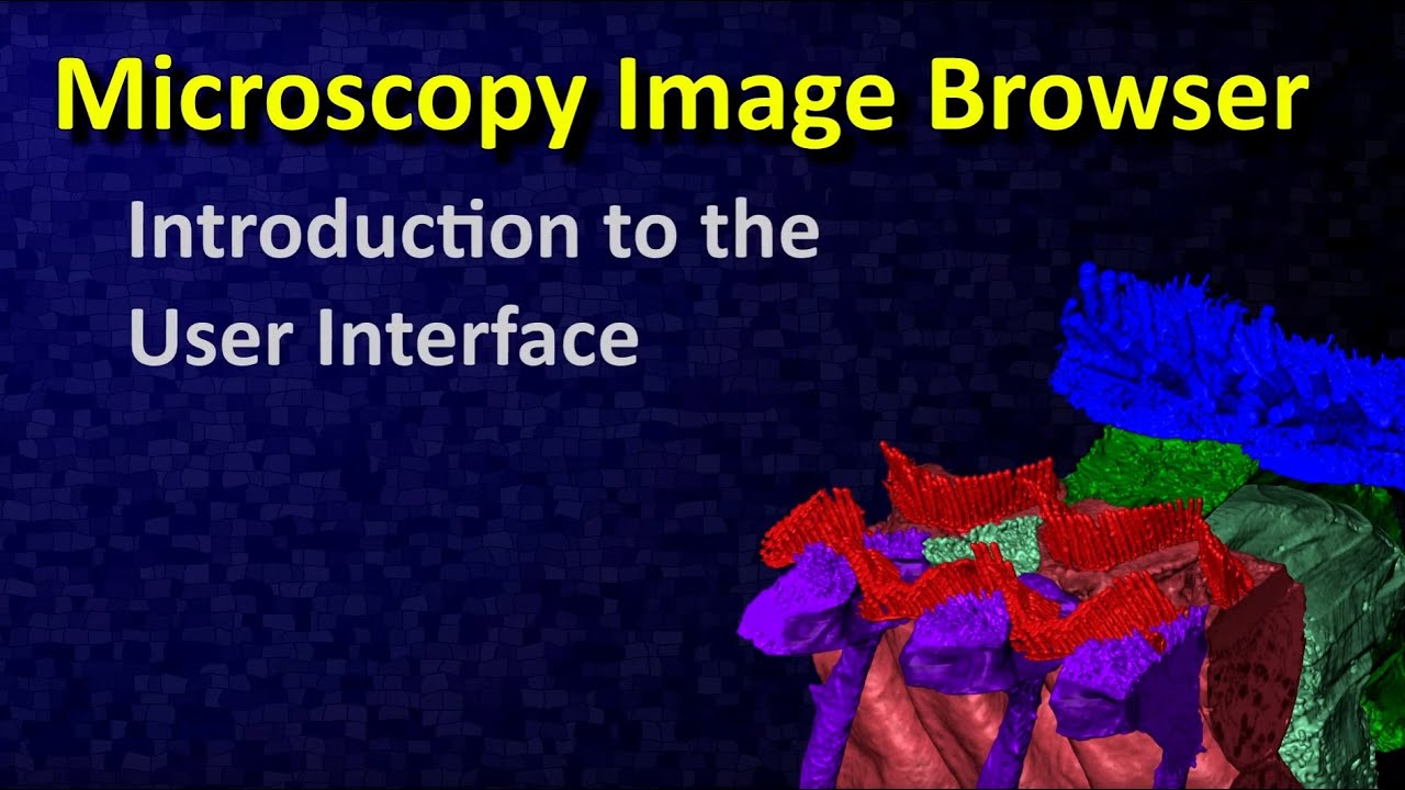 Introduction to the user interface of Microscopy Image Browser