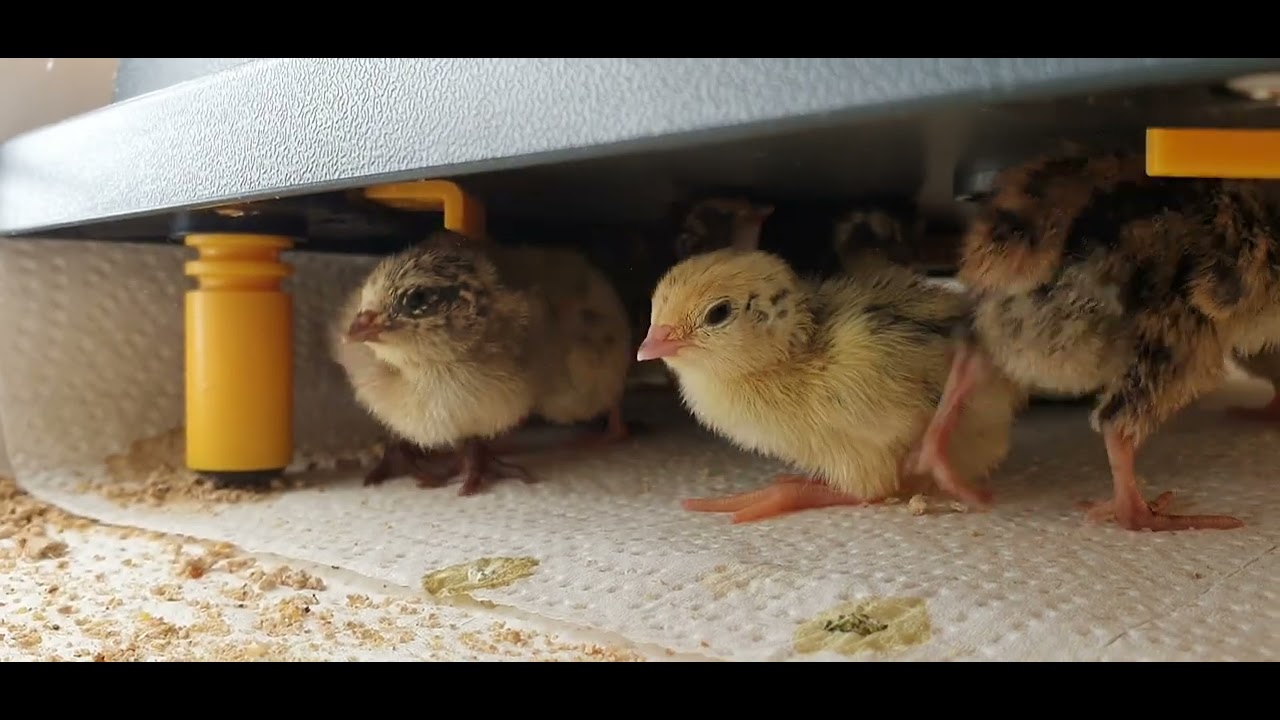 Corturnix Quail Chicks
