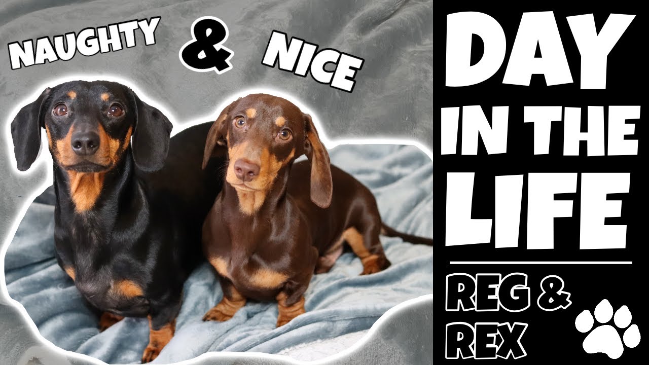 DAY IN THE LIFE WITH A MINIATURE DACHSHUND | Funny Puppy VLOG
