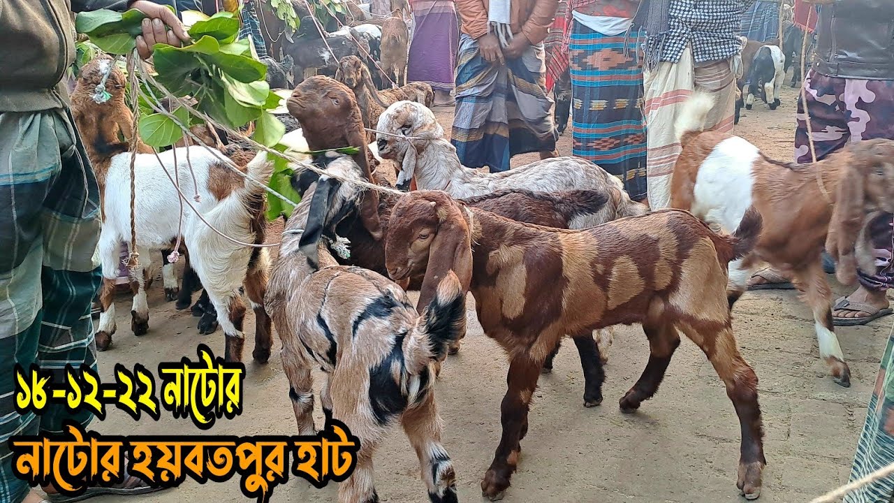 আজকের হয়বতপুর হাটে তোতাপুরী হরীয়ানা শিরহী বিটল ক্রস বাচ্চা ছাগলের দাম জানুন।