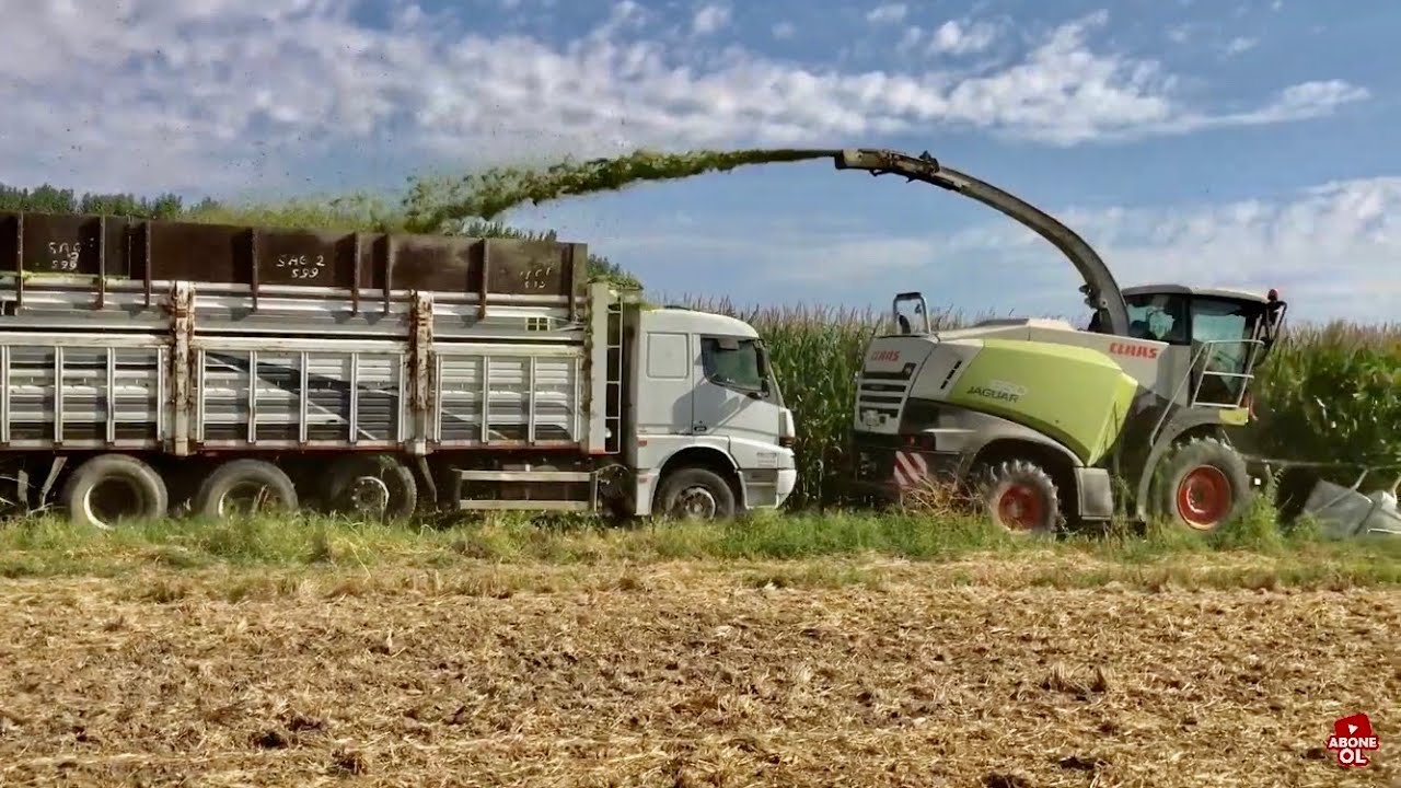 MISIR SİLAJ SEZONU BAŞLAMIŞİTIR | CLAAS JAGUAR 860