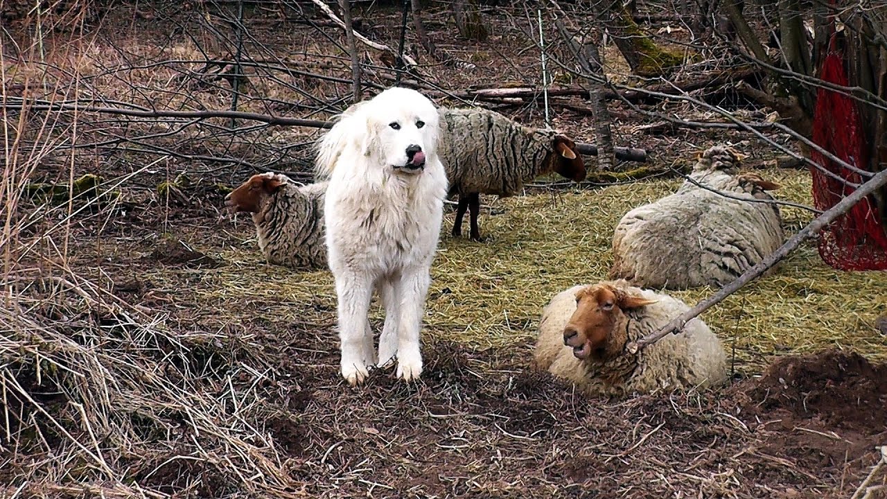 Herdenschutzhunde: Treue Beschützer einer Coburger Fuchsschaf-Herde in den Ederauen