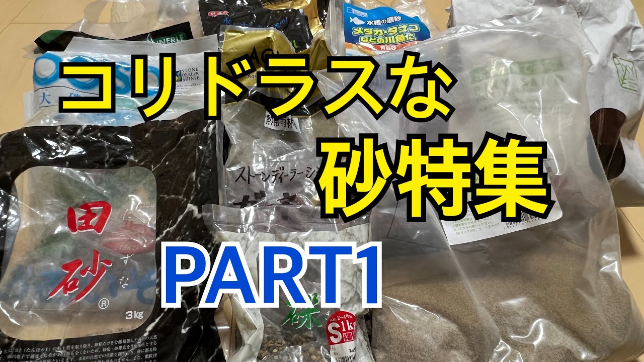 コリドラスな砂　PART1 #コリドラス #アクアリウム