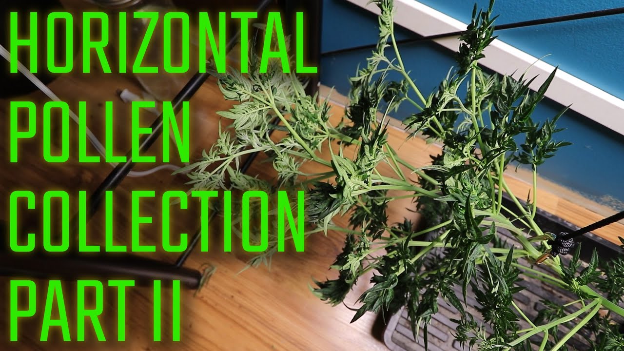 Horizontal Pollen Collection - Part II    #marshydro