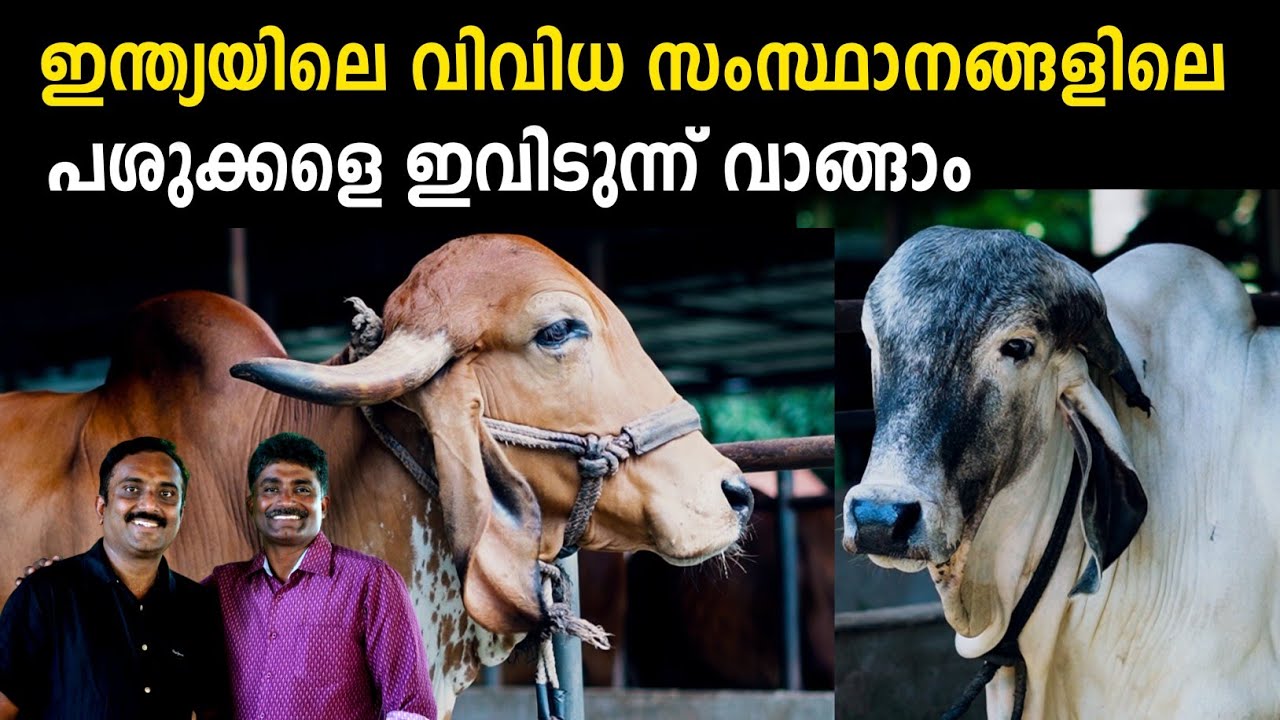 ഇന്ത്യൻ പശുക്കളുടെ വ്യത്യസ്ത ഇനം ശേഖരങ്ങൾ കാണാം,പഠിക്കാം | മൂകാംബിക ഗോശാല/Cow Farming Tips Malayalam