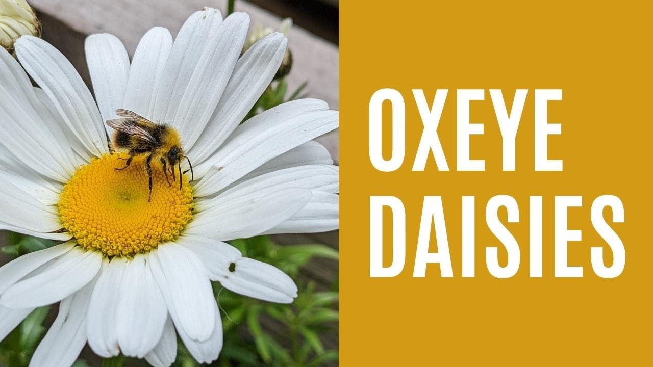 How To Identify Oxeye Daisies | British Wildflowers