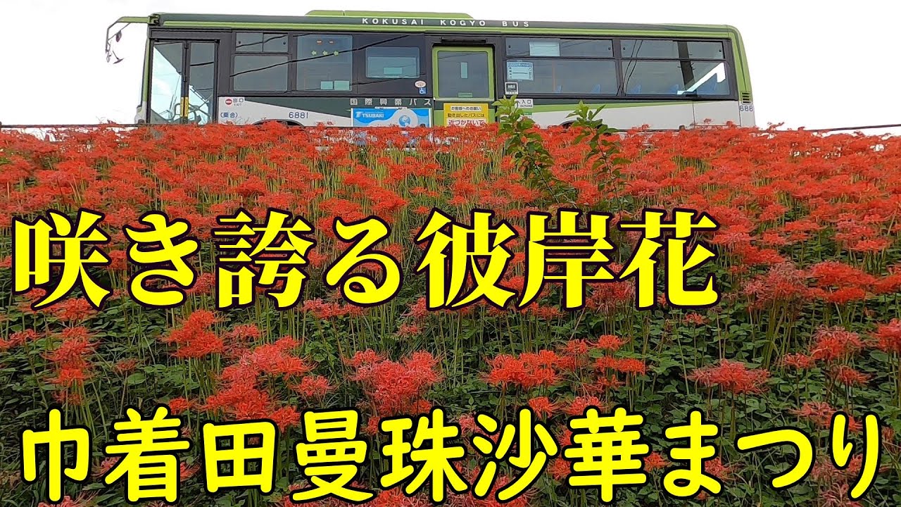 鉄道利用で巾着田曼珠沙華まつりに行ってきた　埼玉県日高市