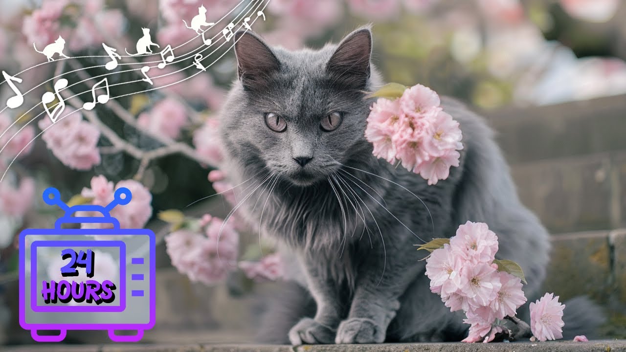 24 ЧАСА Расслабляющая музыка для тревожных кошек | Музыка для сна для кошек | Видео для кошек #206